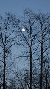 Preview wallpaper evening, moon, sky, branches, blue, trees