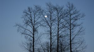 Preview wallpaper evening, moon, sky, branches, blue, trees