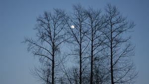 Preview wallpaper evening, moon, sky, branches, blue, trees