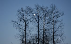 Preview wallpaper evening, moon, sky, branches, blue, trees