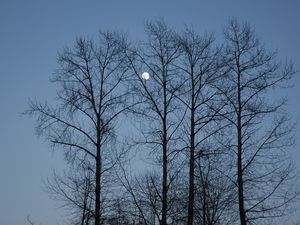 Preview wallpaper evening, moon, sky, branches, blue, trees