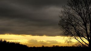 Preview wallpaper evening, sky, decline, outlines, veil, tree, twilight