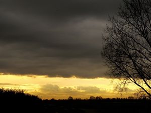 Preview wallpaper evening, sky, decline, outlines, veil, tree, twilight