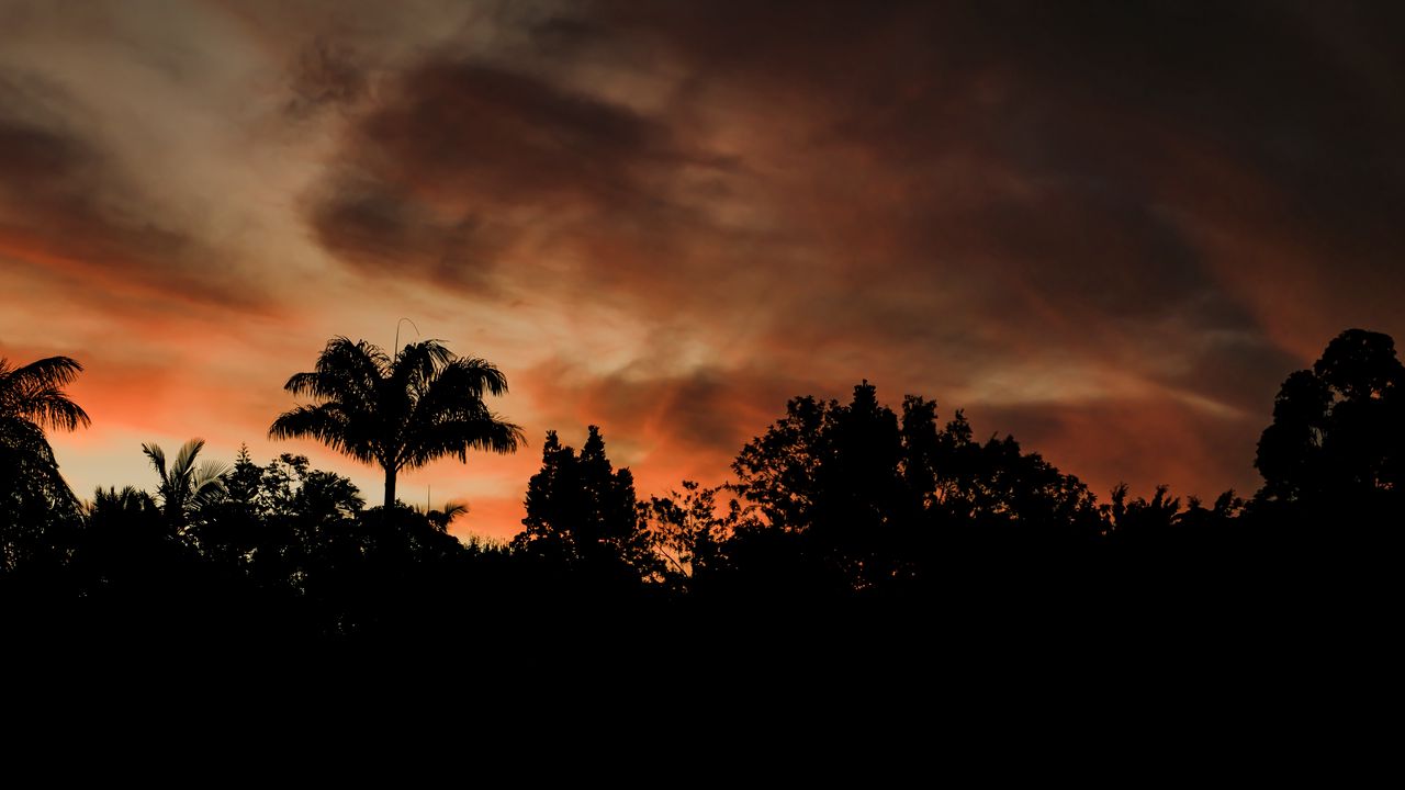 Wallpaper evening, trees, outlines, dark, sunset, clouds