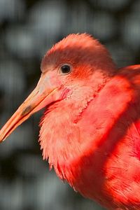 Preview wallpaper exotic bird, beak, feathers