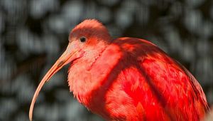 Preview wallpaper exotic bird, beak, feathers