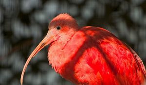 Preview wallpaper exotic bird, beak, feathers