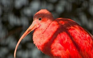 Preview wallpaper exotic bird, beak, feathers