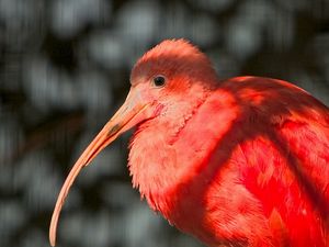 Preview wallpaper exotic bird, beak, feathers