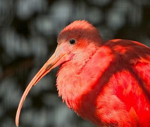 Preview wallpaper exotic bird, beak, feathers