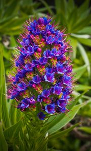 Preview wallpaper exotic flower, grass, bud