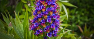 Preview wallpaper exotic flower, grass, bud