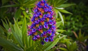 Preview wallpaper exotic flower, grass, bud