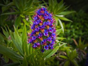 Preview wallpaper exotic flower, grass, bud