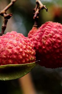 Preview wallpaper exotic fruit, branch, ripe, berry