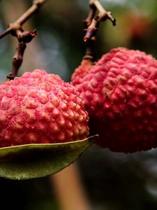 Preview wallpaper exotic fruit, branch, ripe, berry