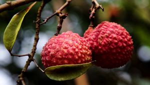 Preview wallpaper exotic fruit, branch, ripe, berry