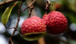 Preview wallpaper exotic fruit, branch, ripe, berry