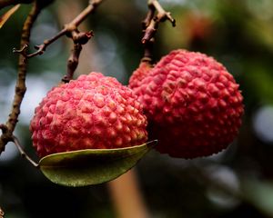 Preview wallpaper exotic fruit, branch, ripe, berry