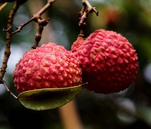 Preview wallpaper exotic fruit, branch, ripe, berry