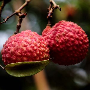 Preview wallpaper exotic fruit, branch, ripe, berry