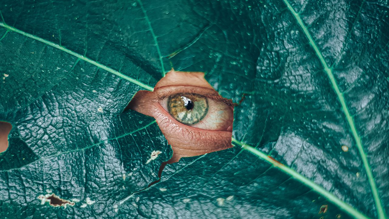Wallpaper eye, glance, leaf, plant
