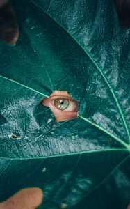 Preview wallpaper eye, glance, leaf, plant