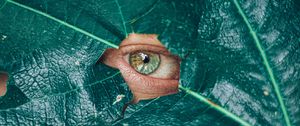 Preview wallpaper eye, glance, leaf, plant