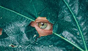 Preview wallpaper eye, glance, leaf, plant