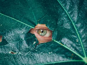 Preview wallpaper eye, glance, leaf, plant