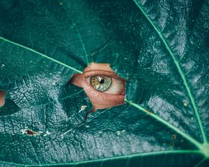 Preview wallpaper eye, glance, leaf, plant