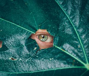 Preview wallpaper eye, glance, leaf, plant
