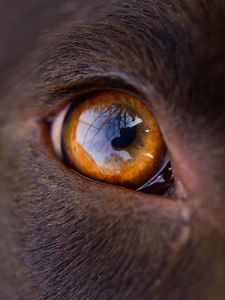 Preview wallpaper eye, macro, dog, reflection