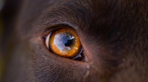 Preview wallpaper eye, macro, dog, reflection