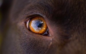 Preview wallpaper eye, macro, dog, reflection