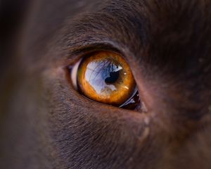 Preview wallpaper eye, macro, dog, reflection