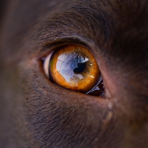 Preview wallpaper eye, macro, dog, reflection