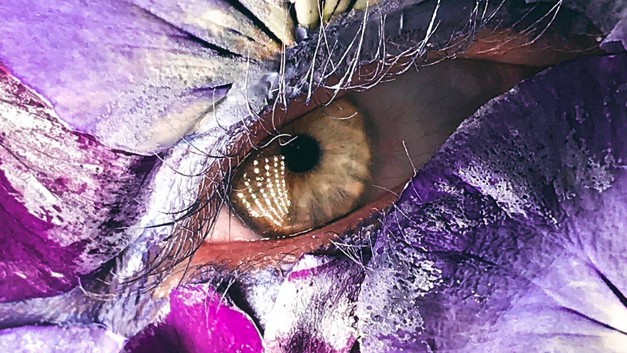 Wallpaper eye, petals, makeup, creative, macro