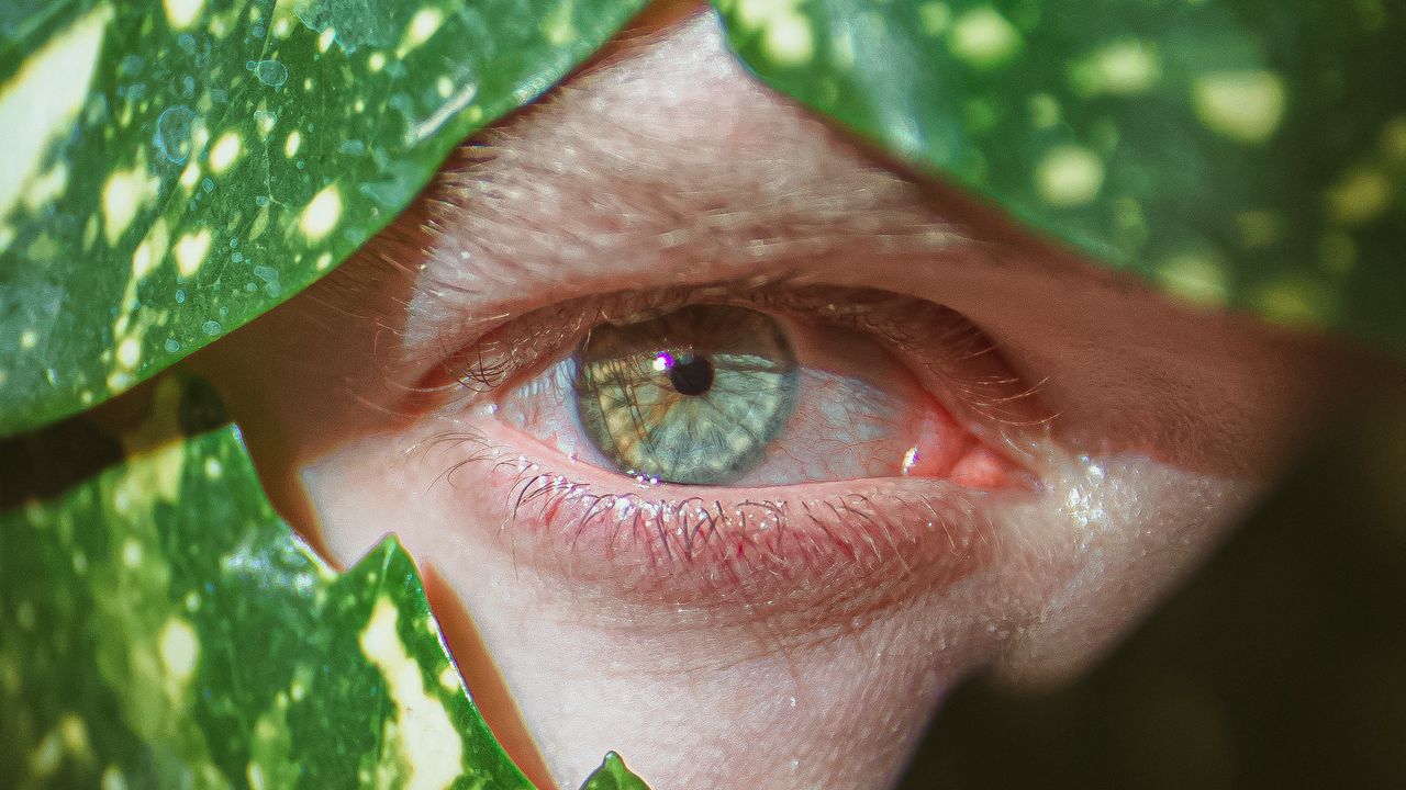 Wallpaper eye, pupil, macro, leaves