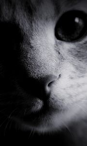 Preview wallpaper eyes, cat, muzzle, nose, black white, wool
