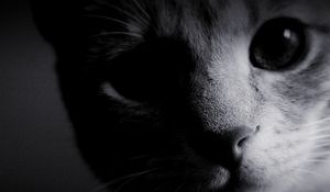 Preview wallpaper eyes, cat, muzzle, nose, black white, wool