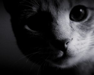 Preview wallpaper eyes, cat, muzzle, nose, black white, wool