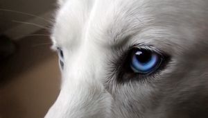 Preview wallpaper eyes, dogs, blue, wool