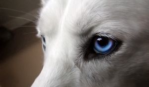 Preview wallpaper eyes, dogs, blue, wool