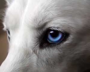 Preview wallpaper eyes, dogs, blue, wool