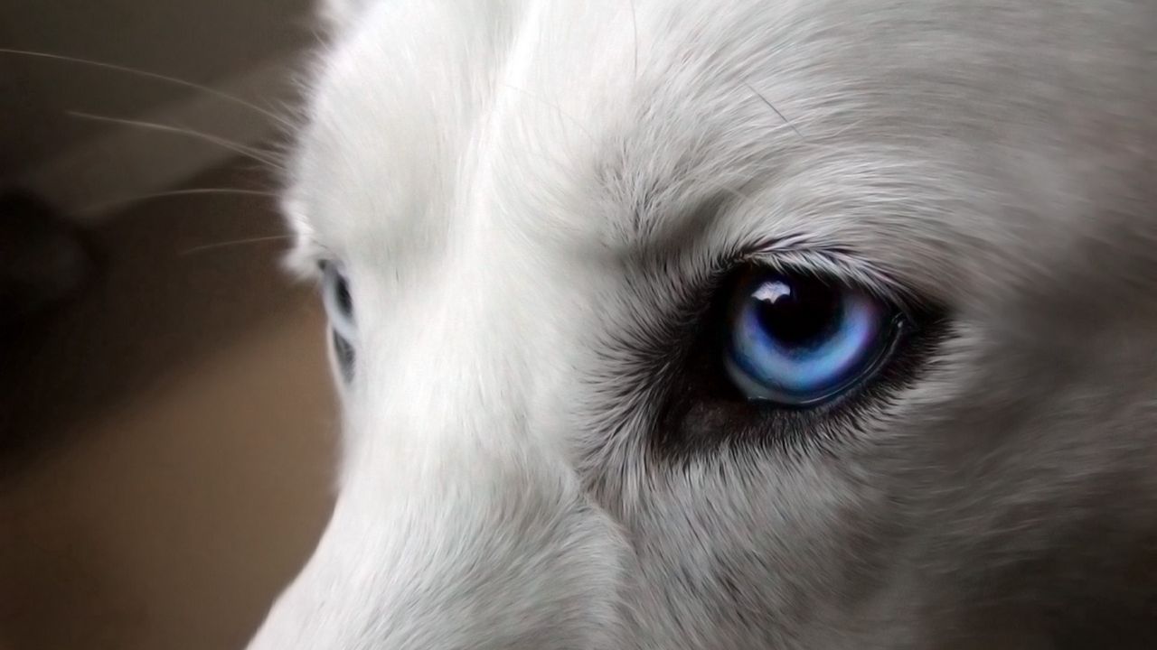 Wallpaper eyes, dogs, blue, wool