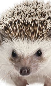 Preview wallpaper eyes, muzzle, hedgehog, mammal