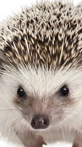 Preview wallpaper eyes, muzzle, hedgehog, mammal