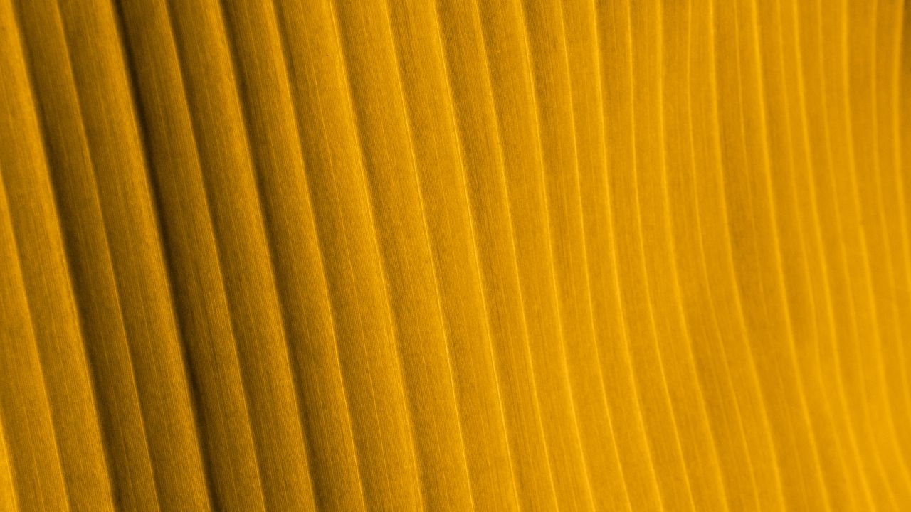 Wallpaper fabric, folds, stripes, texture, yellow