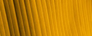 Preview wallpaper fabric, folds, stripes, texture, yellow